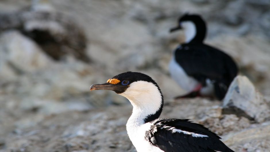 Antarctic Cormorant.   - 