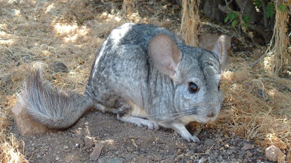 Chinchilla, Guia de Fauna. RutaChile