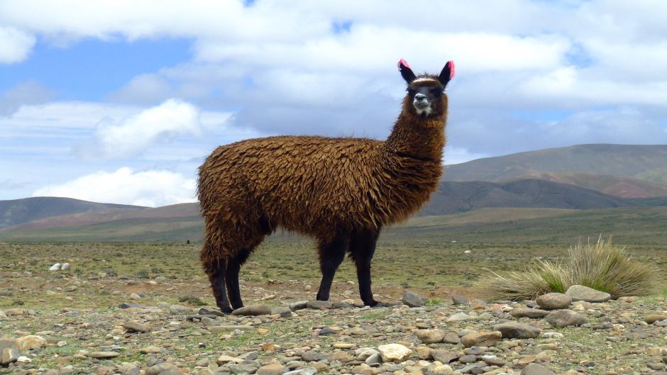 llama