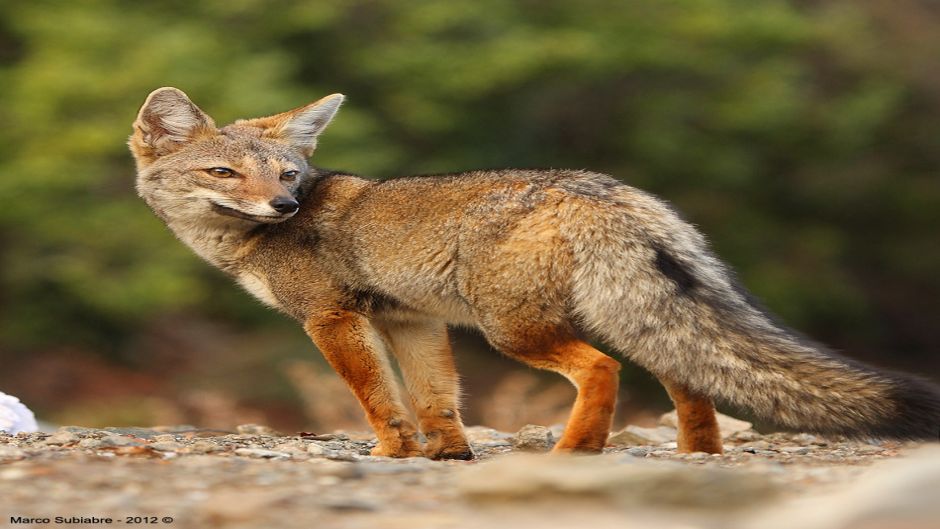 Chilla Fox, Guia de Fauna. RutaChile.   - 
