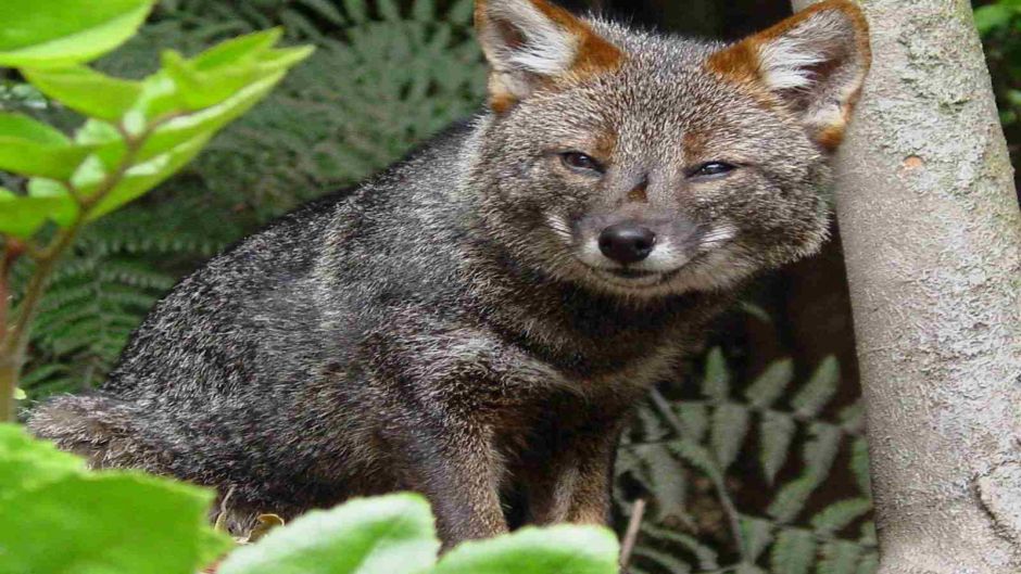 Chiloé Fox, Guia de Fauna. RutaChile.   - 
