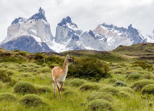 Vicuña, Guia de Fauna. RutaChile