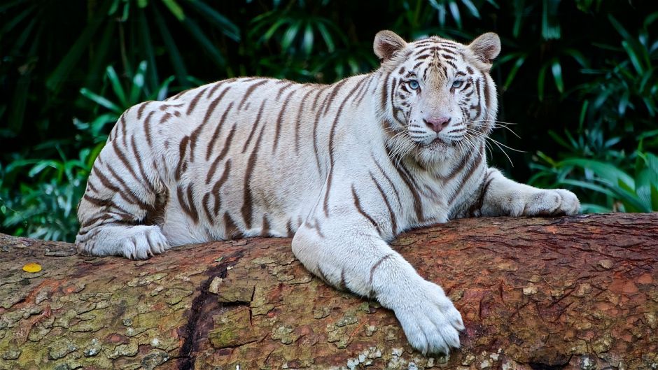 In What Countries Is the White Tiger Found?