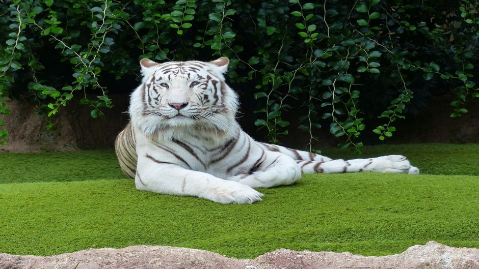 In What Countries Is the White Tiger Found?