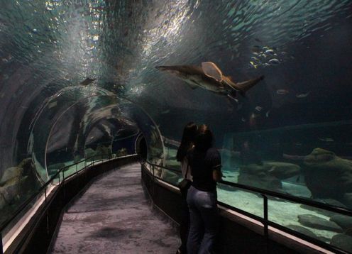 Skip the Line: Early-Access Entrance Ticket to AquaRio Aquarium. Rio de Janeiro, BRAZIL